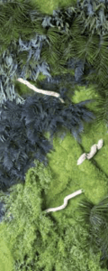 ECO JUNGLE