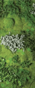 GREEN FOREST