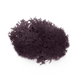 Liquen_Morado