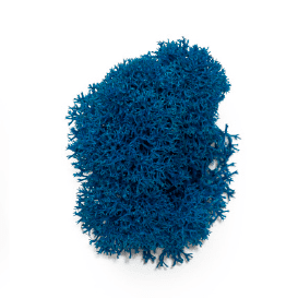 Liquen_blue