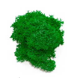 Liquen_forest