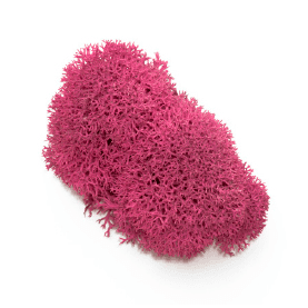 Liquen_fushia