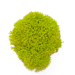 Liquen_lime-e1648118728159 Liquen_lime-e1648118728159