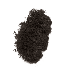 Liquen_negro