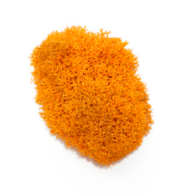 Liquen_orange