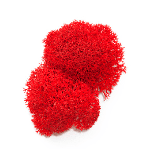 Liquen_red