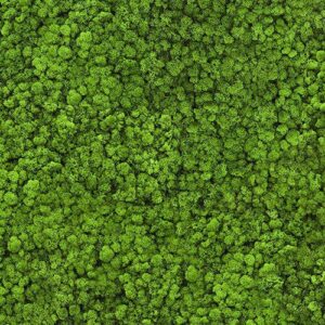 Vegetación preservada jardin liquen