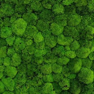 Vegetación preservada musgo