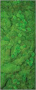 basic_moss1-122x300