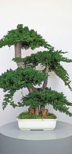 bonsai-grande-preservado-e1649141903698-141x300