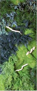ecojungle5-122x300