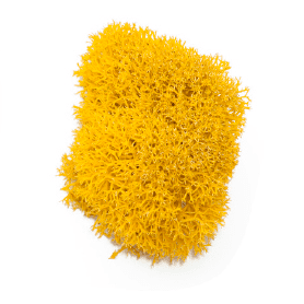 liquen honey