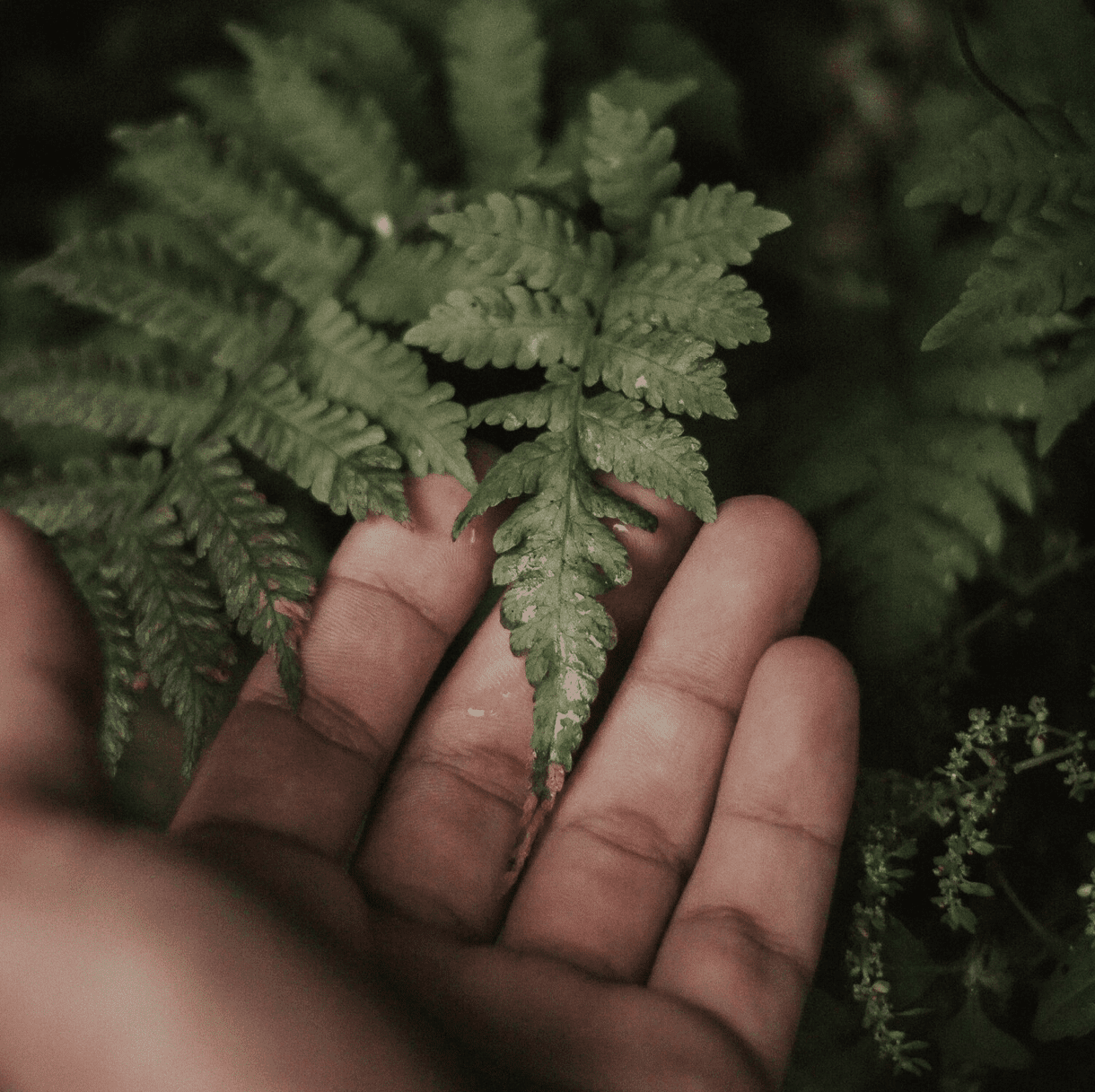 saiho plantas preservadas