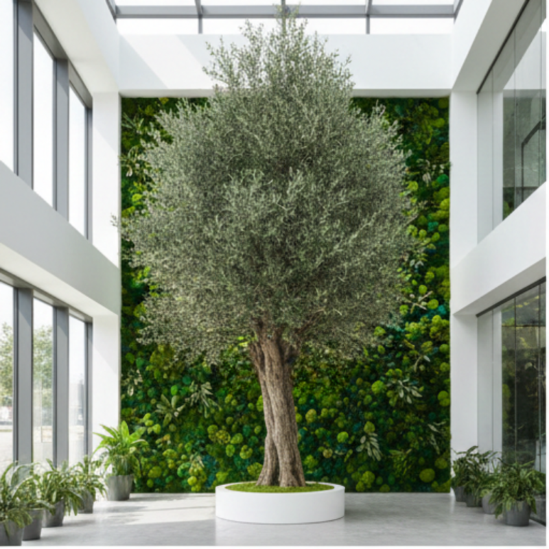 Olivo preservado de gran formato en un interior moderno y luminoso con diseño biofílico de Saiho.